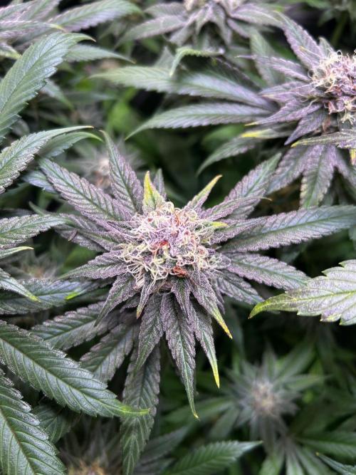 Thunder Banana Reveg.. Week 16