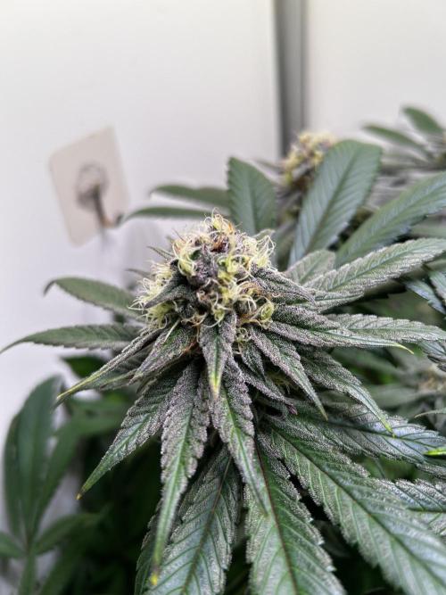Thunder Banana Reveg.. Week 16