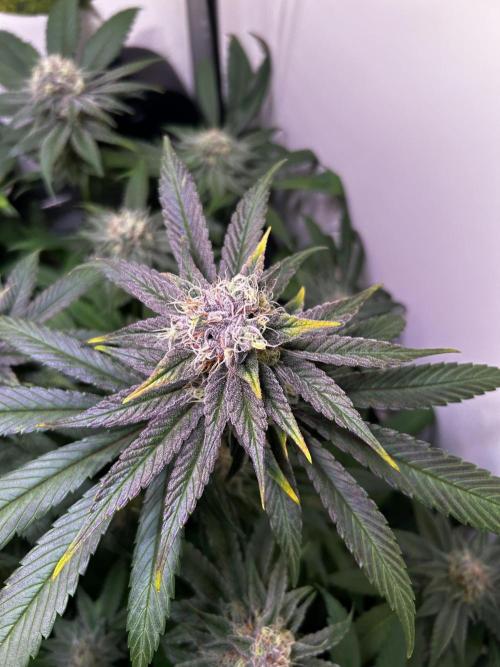 Thunder Banana Reveg.. Week 16