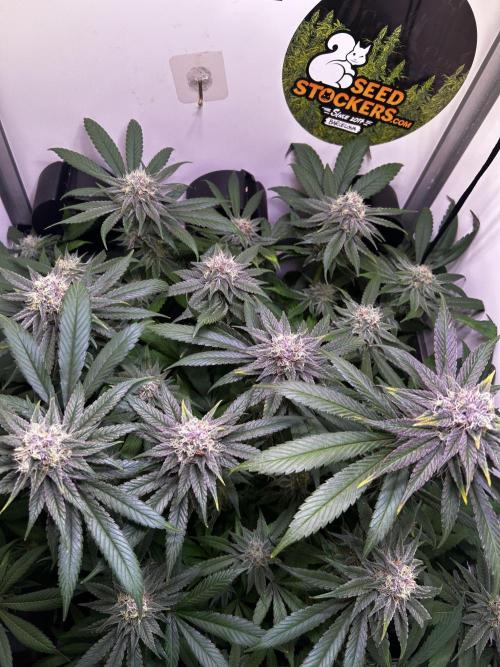 Thunder Banana Reveg.. Week 16