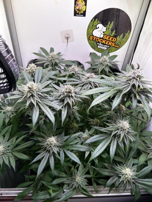 Thunder Banana Reveg.. Week 16