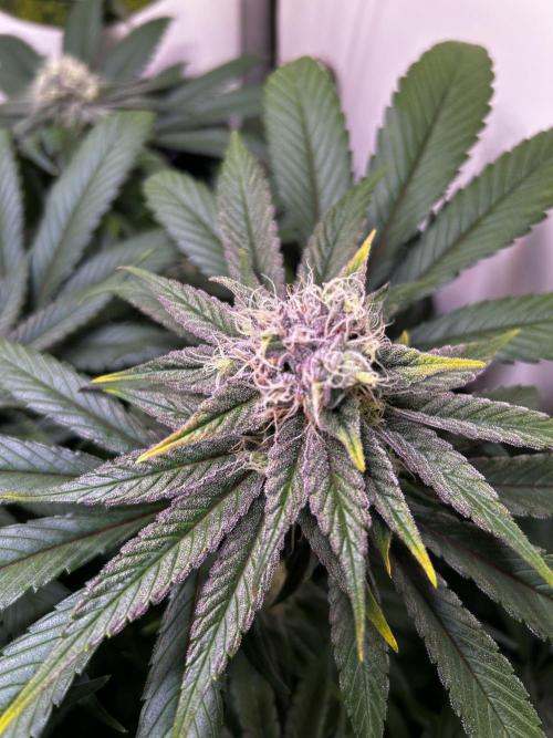 Thunder Banana Reveg.. Week 16