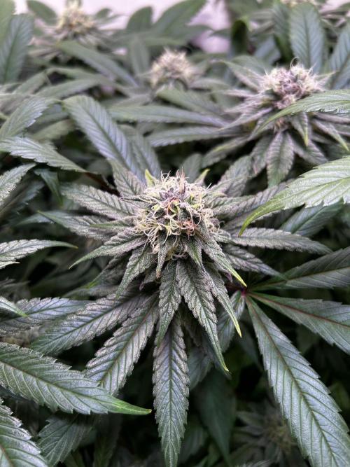 Thunder Banana Reveg.. Week 16