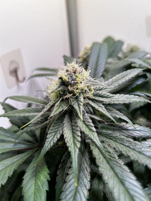 Thunder Banana Reveg.. Week 16