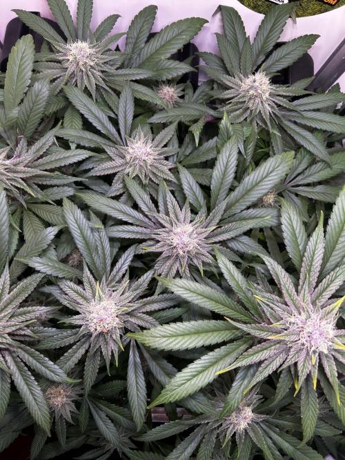 Thunder Banana Reveg.. Week 16