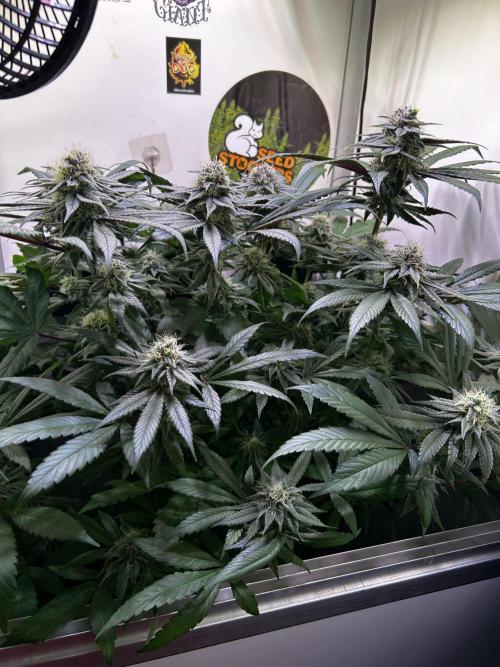 Thunder Banana Reveg.. Week 16