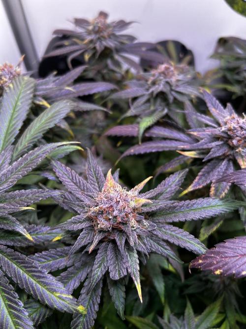 Thunder Banana Reveg.. Week 17