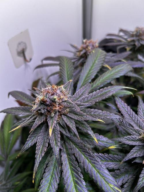 Thunder Banana Reveg.. Week 17