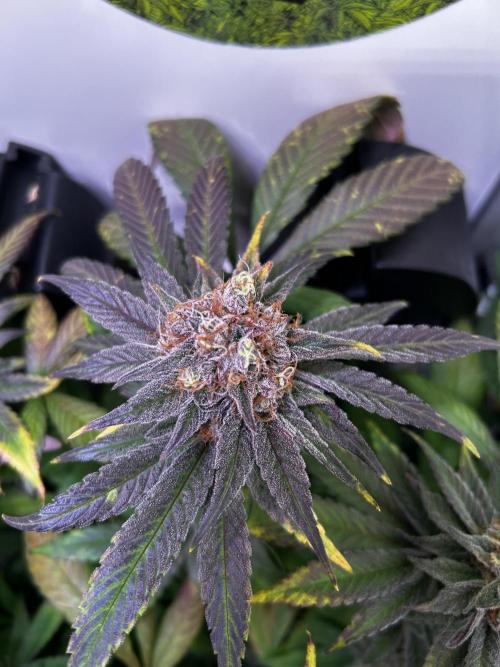 Thunder Banana Reveg.. Week 17