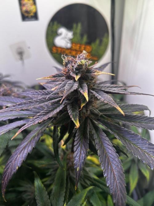 Thunder Banana Reveg.. Week 17
