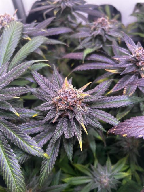 Thunder Banana Reveg.. Week 17