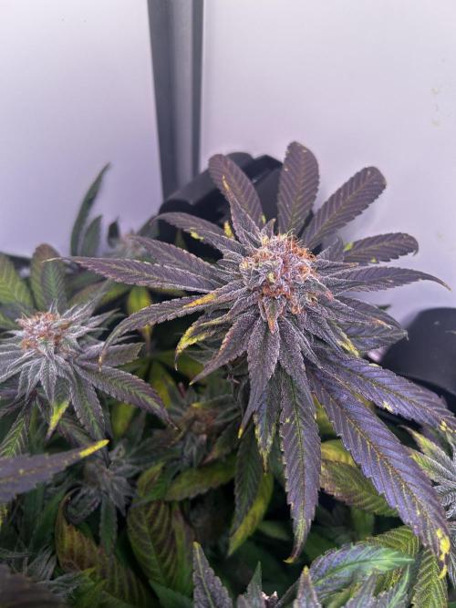 Thunder Banana Reveg.. Week 17