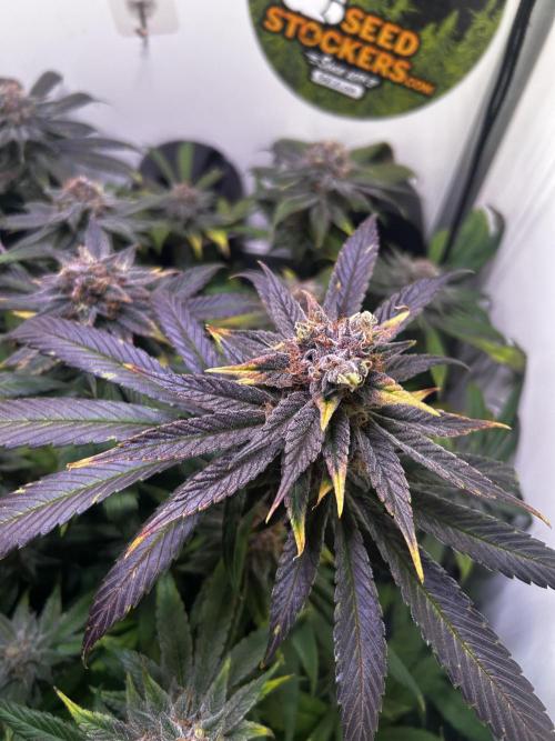 Thunder Banana Reveg.. Week 17