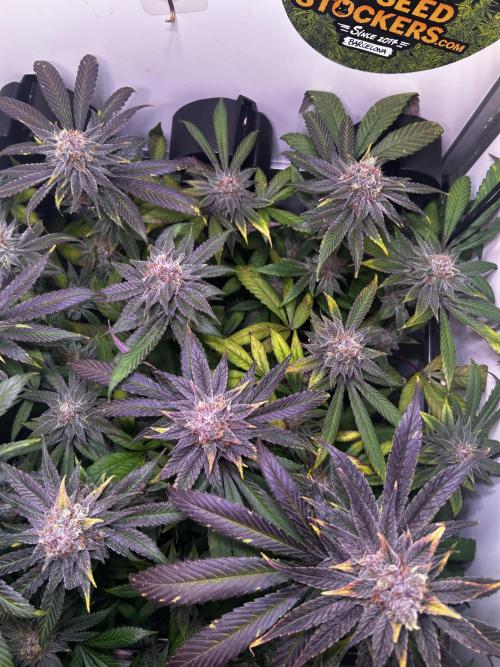 Thunder Banana Reveg.. Week 17