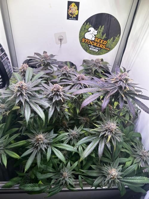 Thunder Banana Reveg.. Week 17