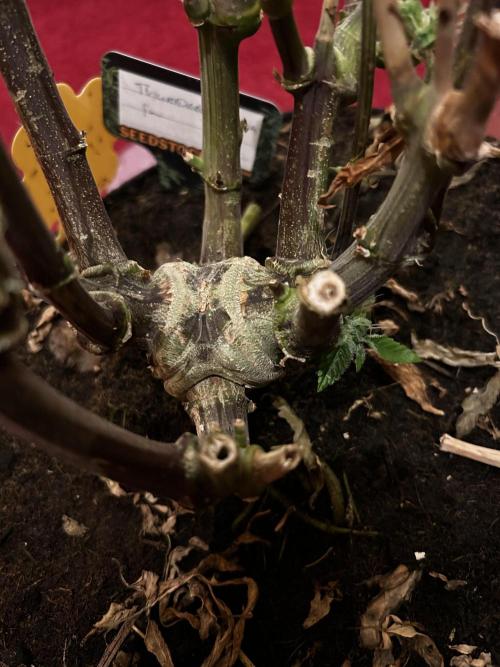 Thunder Banana Reveg.. Week 18