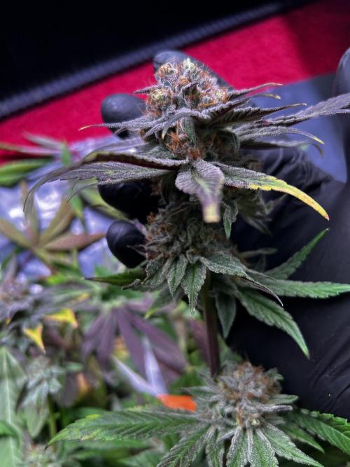 Thunder Banana Reveg.. Week 18