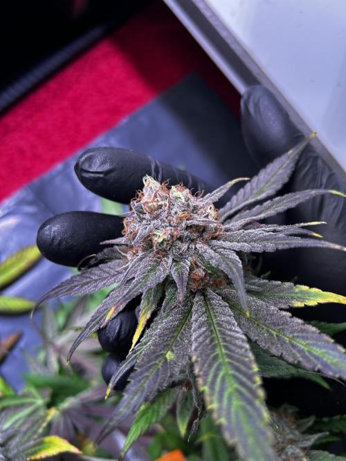 Thunder Banana Reveg.. Week 18