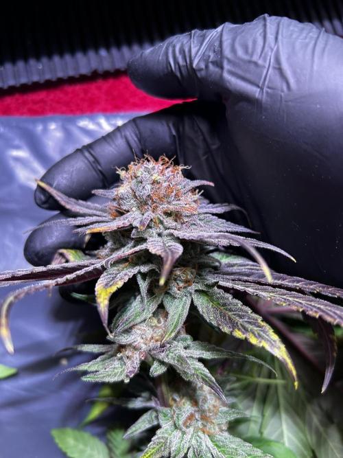 Thunder Banana Reveg.. Week 18