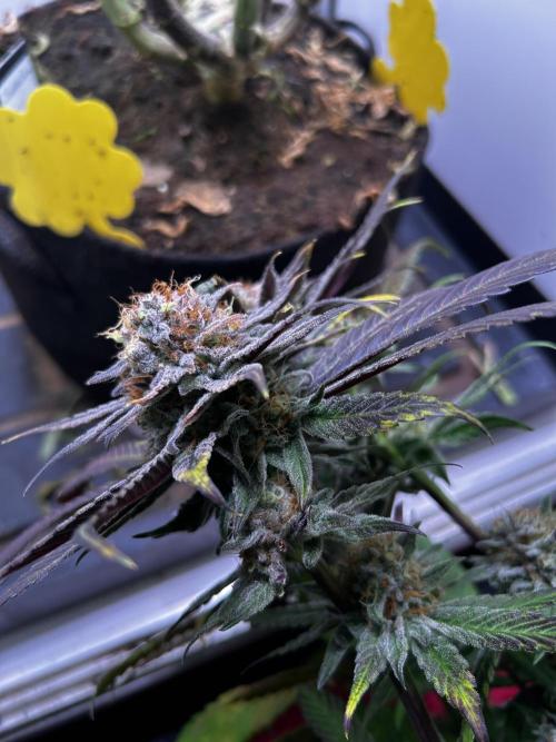 Thunder Banana Reveg.. Week 18