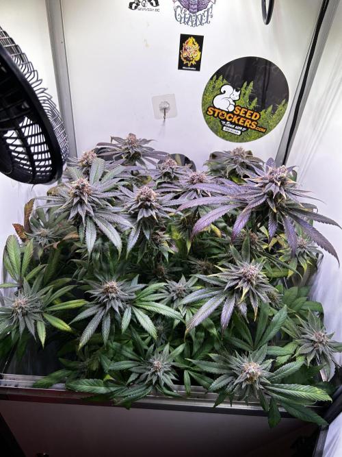 Thunder Banana Reveg.. Week 18