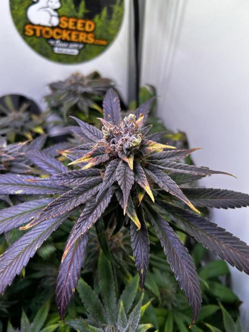 Thunder Banana Reveg.. Week 18