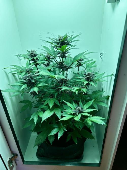 Red Tropicana Cookies. Week 9