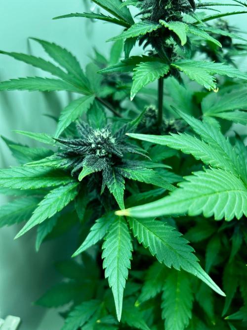 Red Tropicana Cookies. Week 9