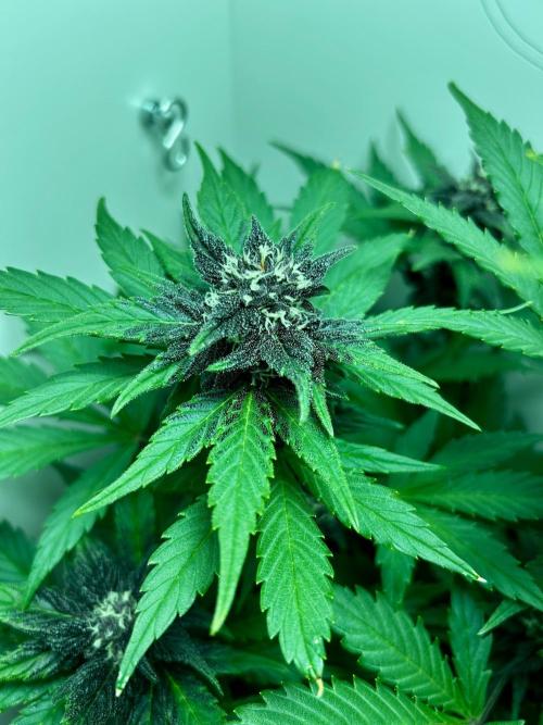 Red Tropicana Cookies. Week 9