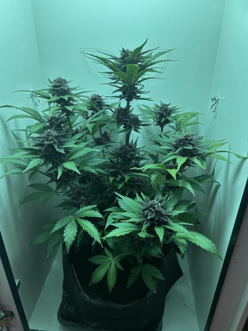 Red Tropicana Cookies. Week 10