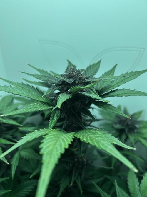 Red Tropicana Cookies. Week 10