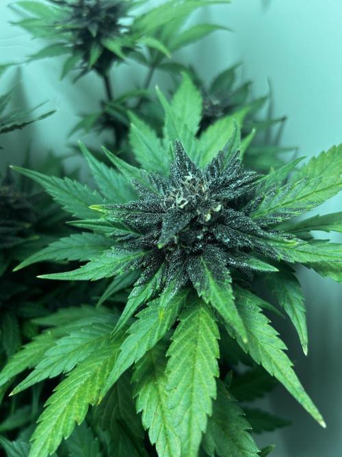 Red Tropicana Cookies. Week 10