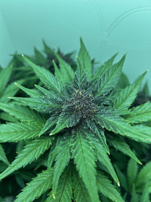 Red Tropicana Cookies. Week 10