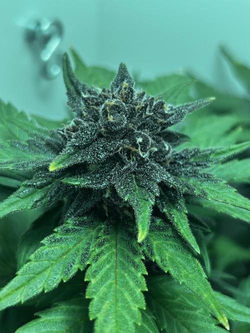 Red Tropicana Cookies. Week 10