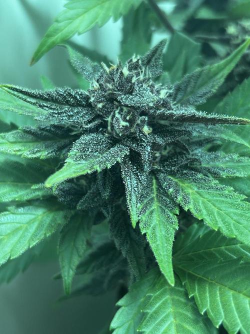 Red Tropicana Cookies. Week 10