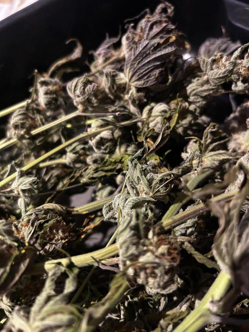 Thunder Banana Reveg.. Week 18