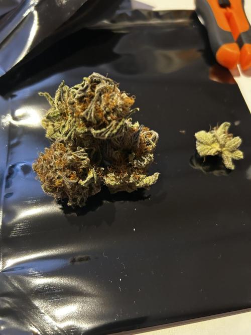 Thunder Banana Reveg.. Week 18