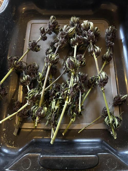 Red Tropicana Cookies. Week 11