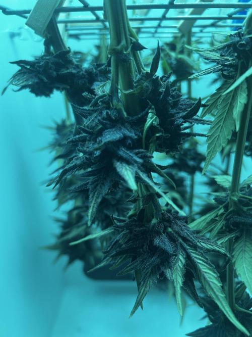 Red Tropicana Cookies. Week 11