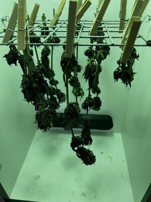 Red Tropicana Cookies. Week 11