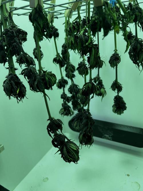 Red Tropicana Cookies. Week 11