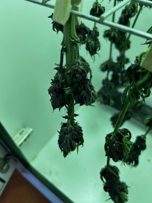 Red Tropicana Cookies. Week 11