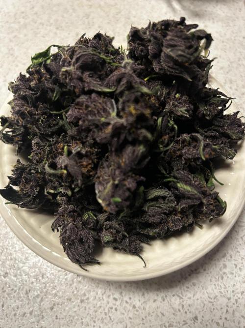 Red Tropicana Cookies. Week 11