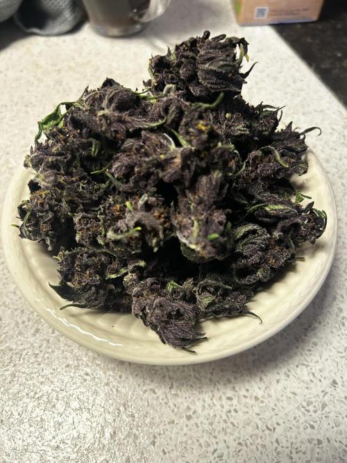 Red Tropicana Cookies. Week 11