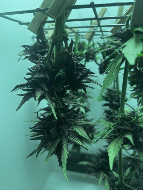 Red Tropicana Cookies. Week 11