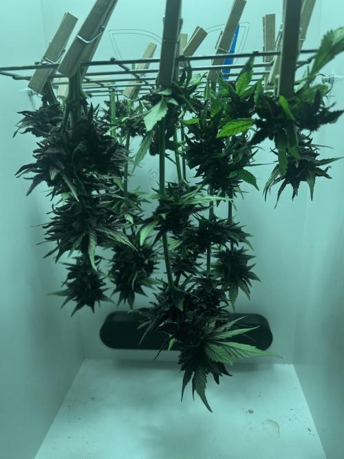 Red Tropicana Cookies. Week 11