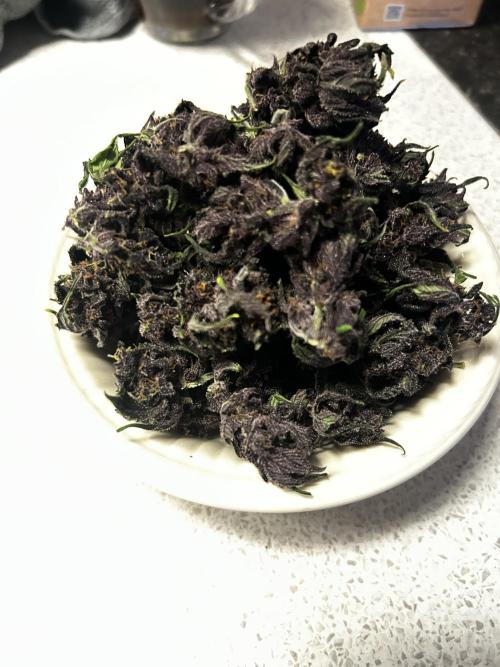 Red Tropicana Cookies. Week 11