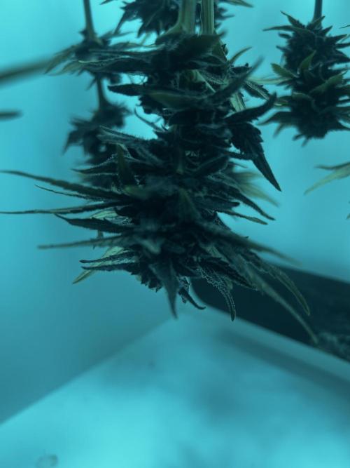 Red Tropicana Cookies. Week 11