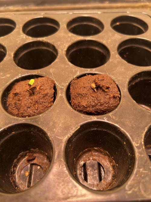 Pink Rosay Auto. Week 0