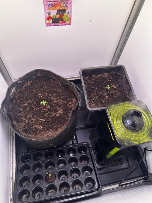 Pink Rosay Auto. Week 0